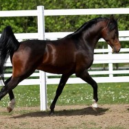 New photos of Victor SLM